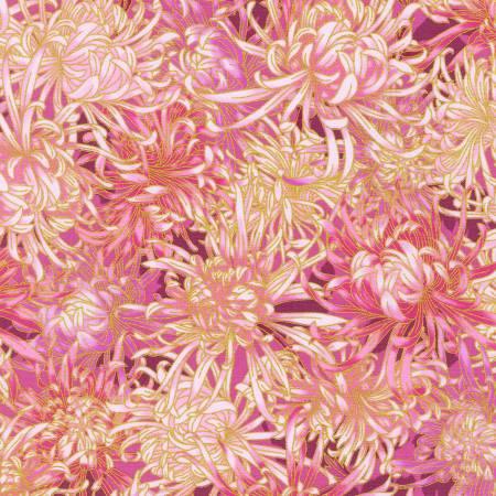 Aurelia Chrysanthemums in Peach